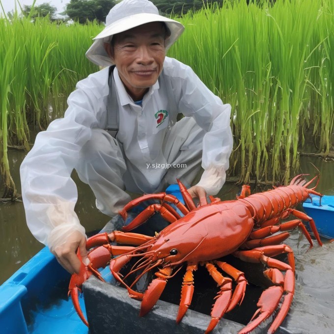 稻养龙虾养殖过程中需要注意哪些问题?