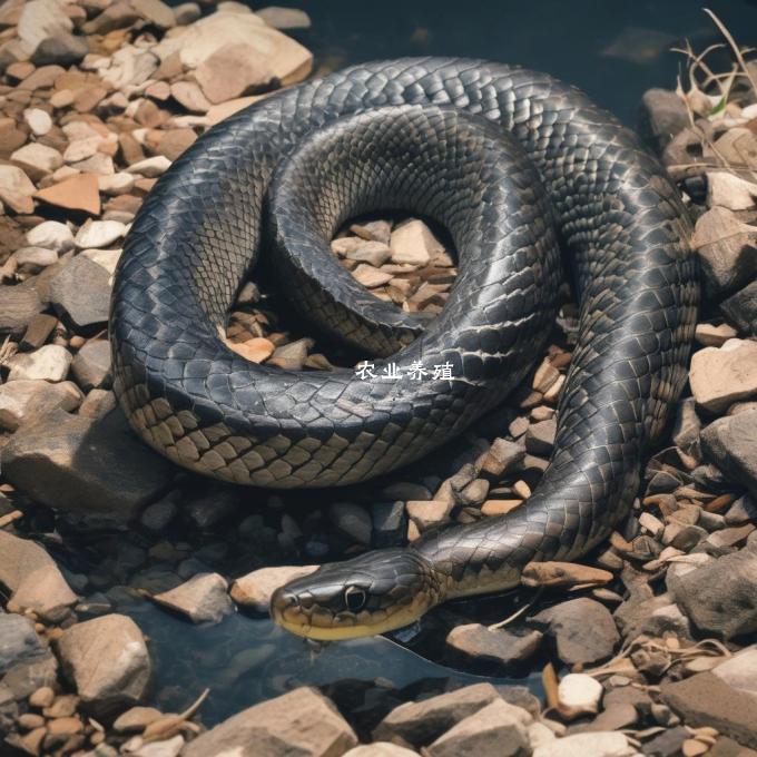 饲养的水侐蛇为什么会死亡?