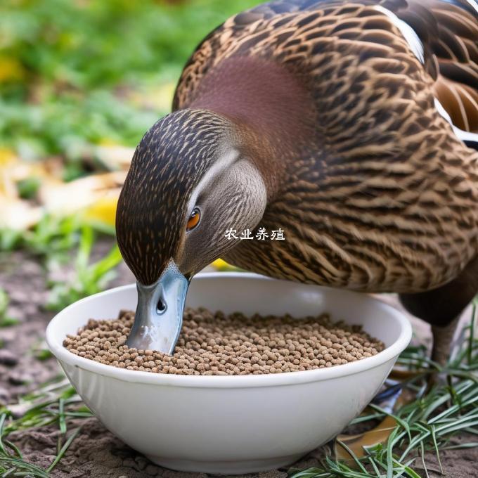 鸡鸭饲料中有哪些主要成分?