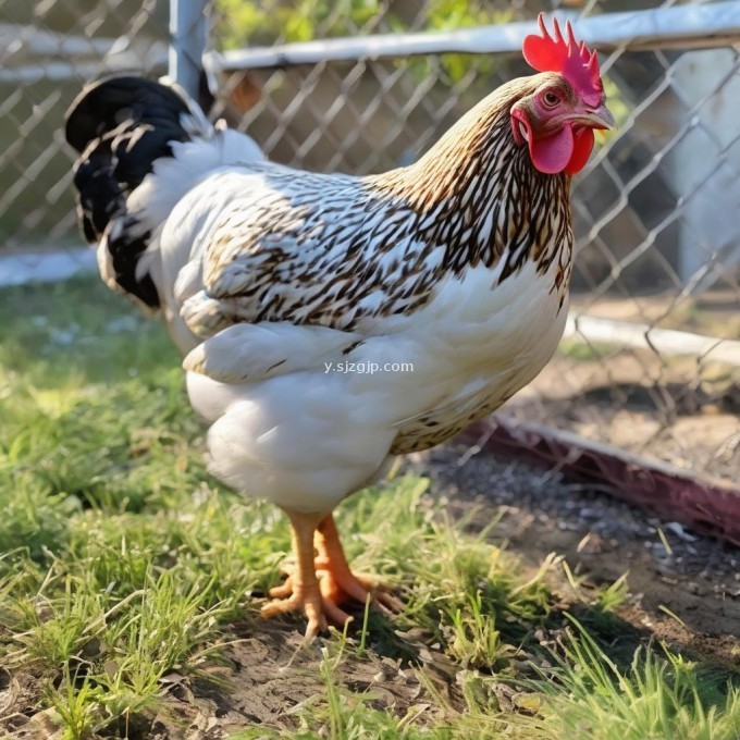 当鸡出现呼吸道症状时应该怎么办?