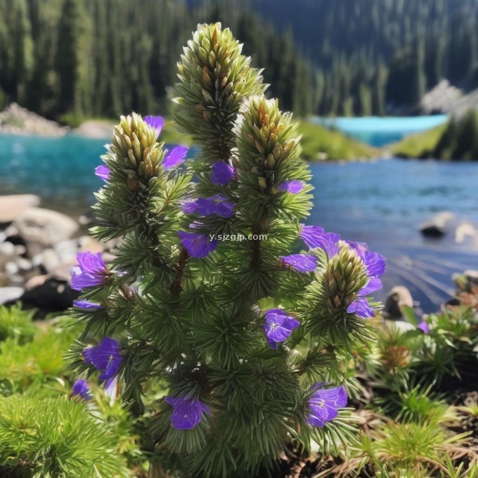 我对白芍药有一个很基本的问题就是我想知道白芍药可以长到多高?