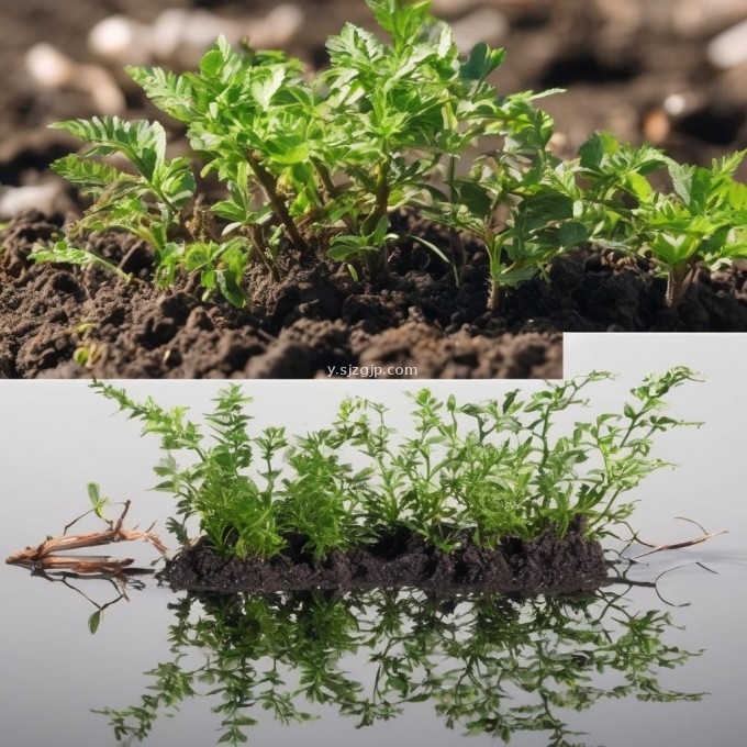 种植蛏子对水质的要求是什么?