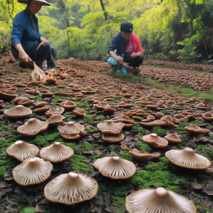 福建茶树菇的最佳收获期是什么时候?