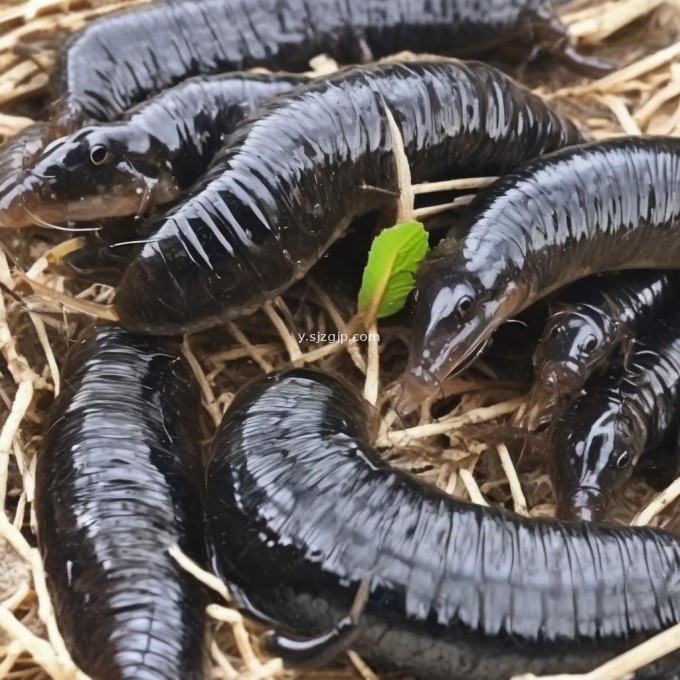 最新的水蛭养殖价格趋势是怎样的?