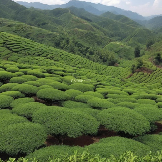 贵州省茶叶生产中的土壤养分缺乏对茶树生长有何影响?