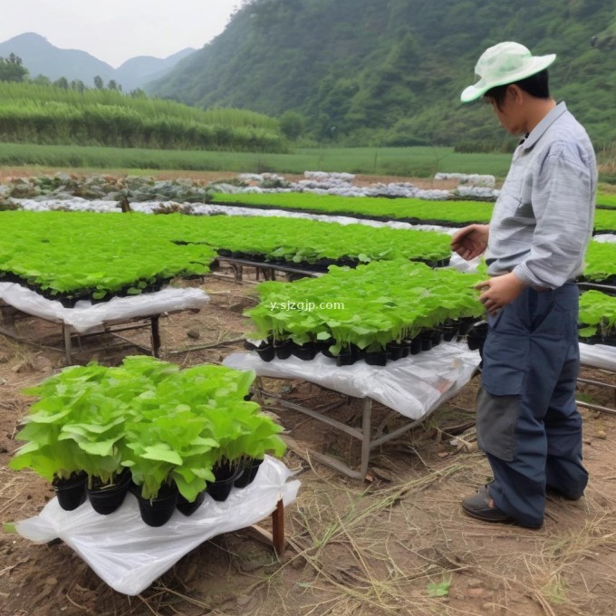 如何判断贵州火鸡苗的价格是否合理?