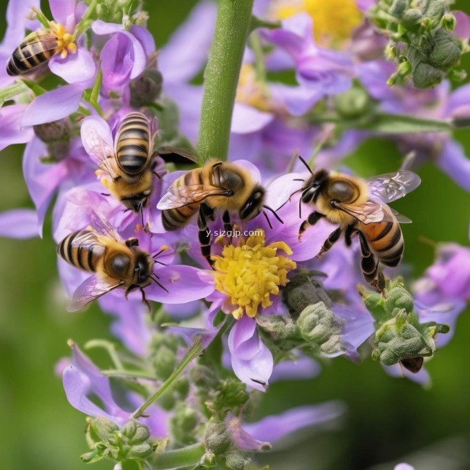 如何保持蜂群在育种过程中健康快乐的成长发育?