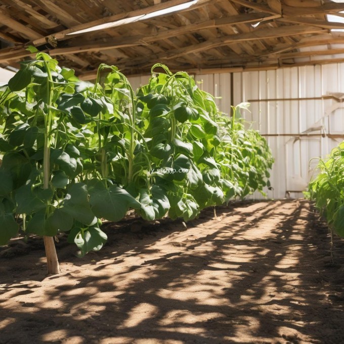 大棚种豇豆是否需要阳光照射?