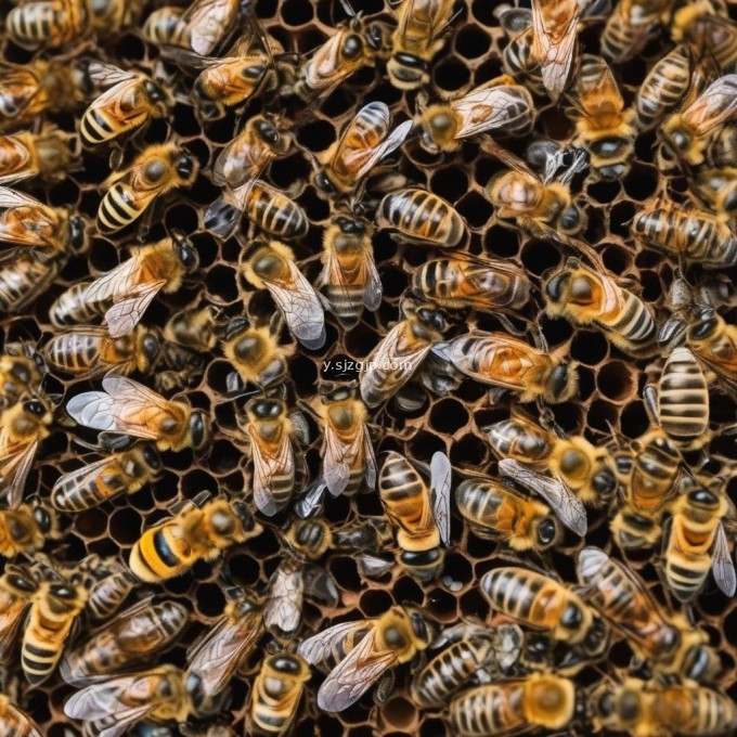 对于不同品种的蜜蜂来说春季继箱的养殖管理有何区别?