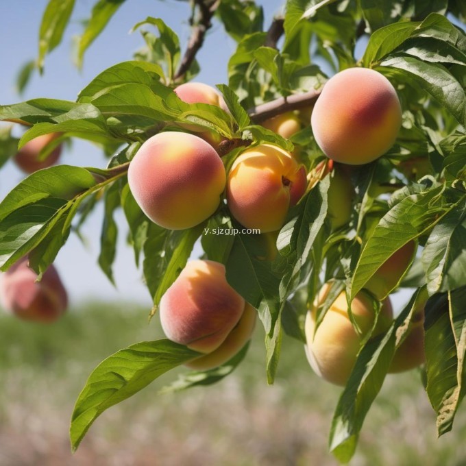 如何才能保证桃子不受虫害?