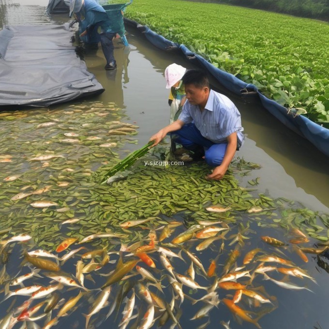 哪些因素会影响广东省的鲤鱼苗价格?