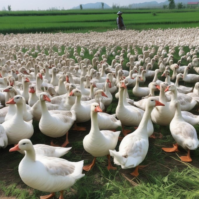 这些链接都可以提供关于谢广秋大雁养殖场的详细信息您需要了解哪些方面的信息?