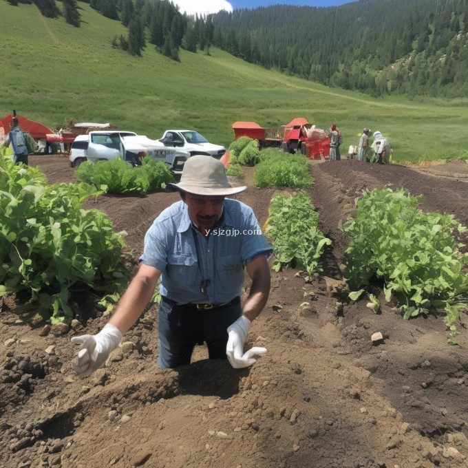 你认为在花布种植山药的过程中施用哪些肥料可以提高产量?