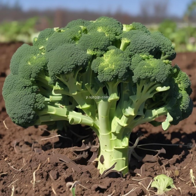 为什么选择这个方法来种植花椰菜?