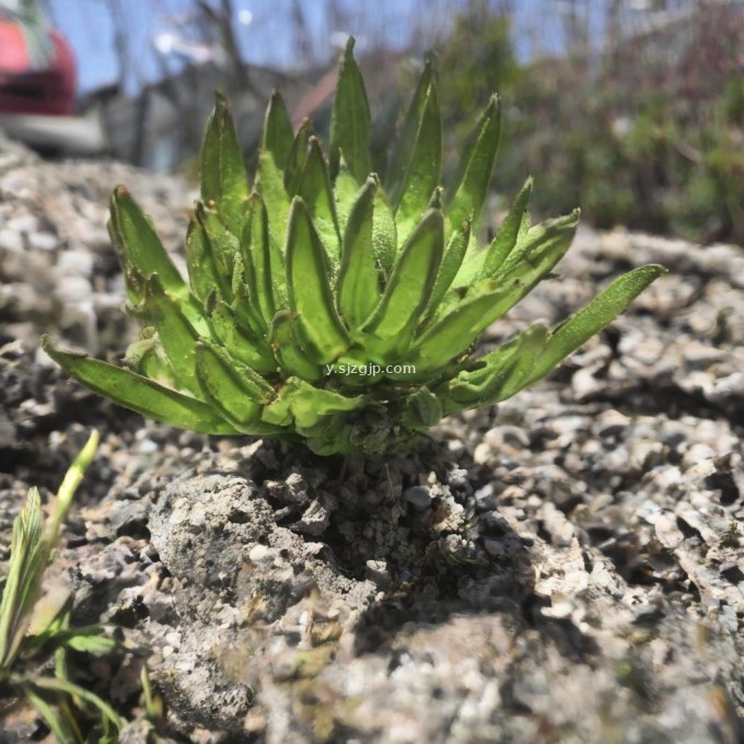 连翘花属于什么植物类别?