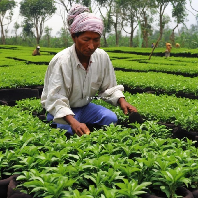 众所周知茶花扦插水培技术是目前世界上最先进的园艺种植方法之一它不仅可以大幅提高栽培效率和品质还可以帮助农民减轻工作负担增加收入为什么?