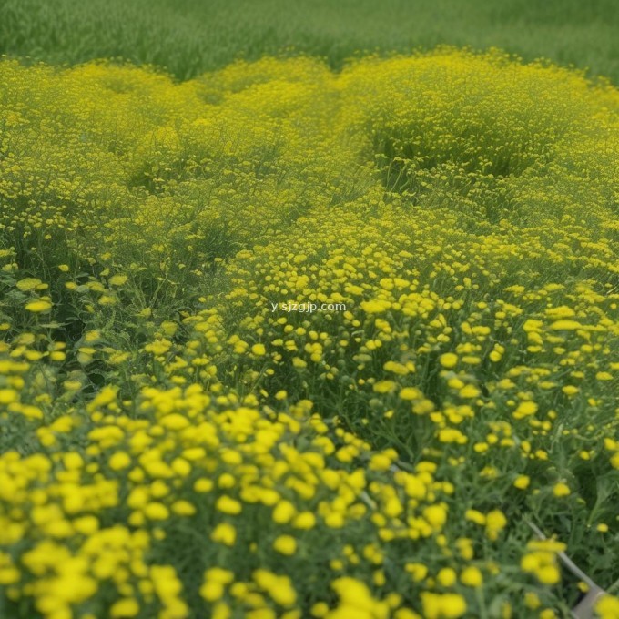 如何进行芥菜疙瘩病虫害防治?