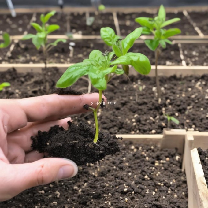 种植提子苗前应先进行土壤处理吗?