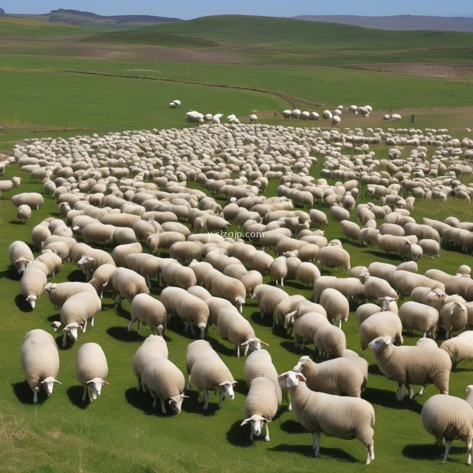 在养羊的过程中有哪些关键指标需要注意?