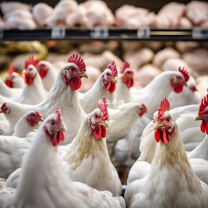 鸡肉价格会因季节性变化而波动吗?