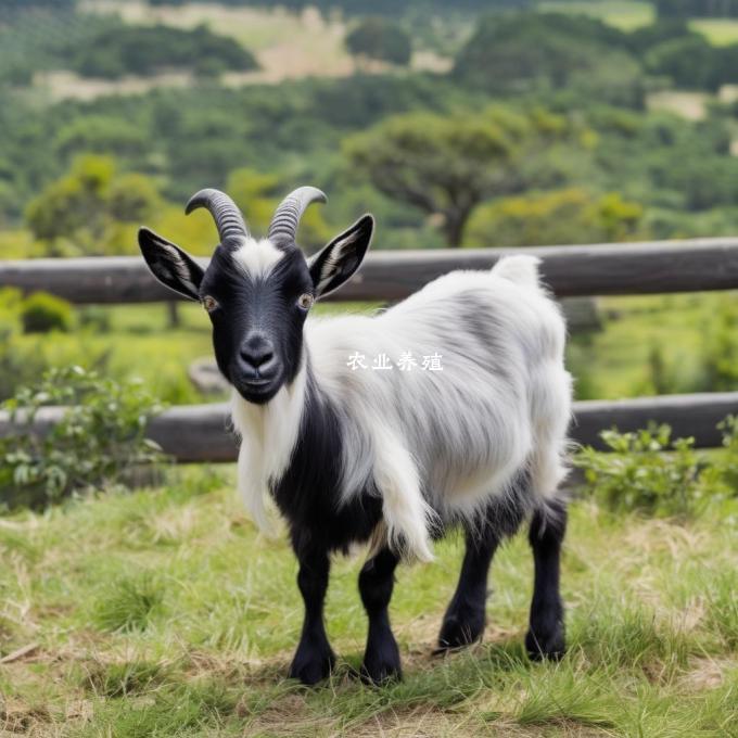如果你有10万块钱想养几只布尔山羊你会选择买还是租用养殖场呢?