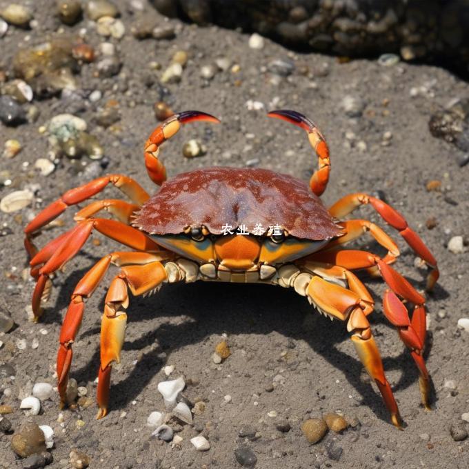 洋河湾南湖大闸蟹阳澄湖大闸蟹是我国的三大名蟹品种它们有哪些共同特点和不同点?