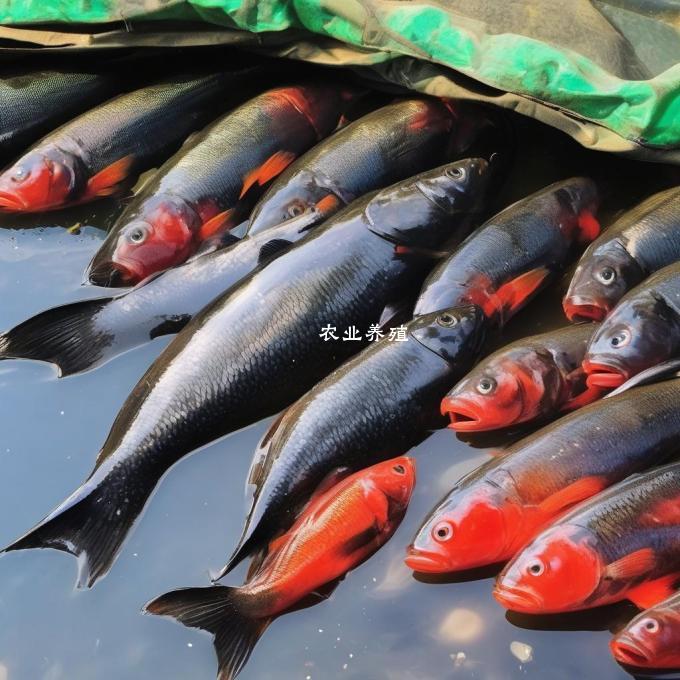 如果我选择了一种新的饵料配方作为喂养我的黑鱼的饲料并且该配方能够提供足够多的营养来维持黑鱼的健康和繁殖成功那么这种养殖方式是否比传统的喂养黑鱼方法更经济?