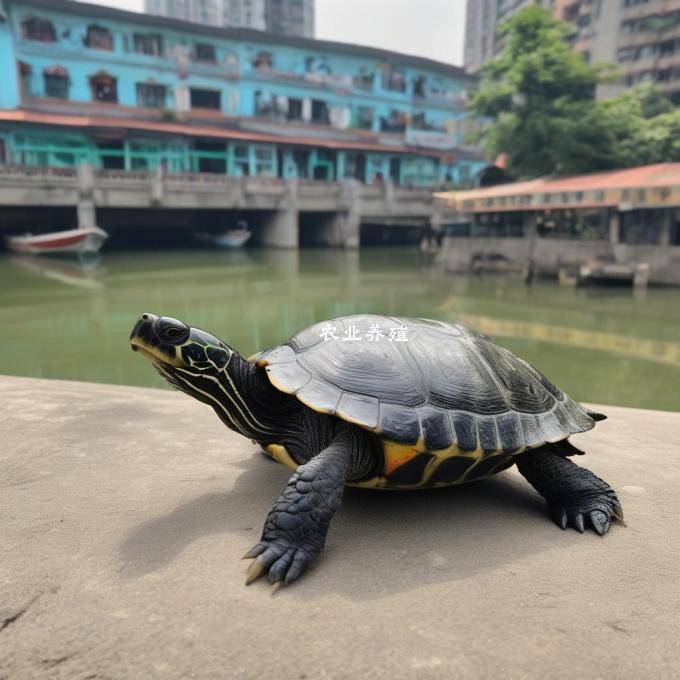 在广东地区哪个城市地区的收购乌龟价格更高呢?