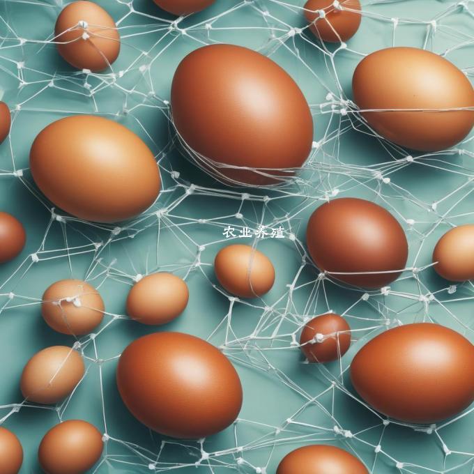 保定鸡蛋价格网的主要功能有哪些?