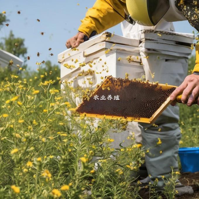 在神农架你如何收集野生蜜蜂的蜂蜜并获得最大收益?