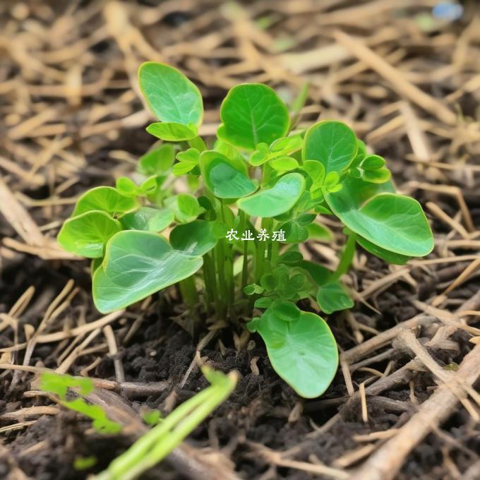 黄缘龟苗的种植方法如何影响健康?