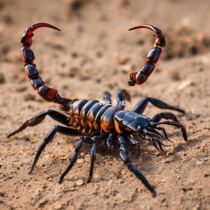 蝎子生物如何生存?