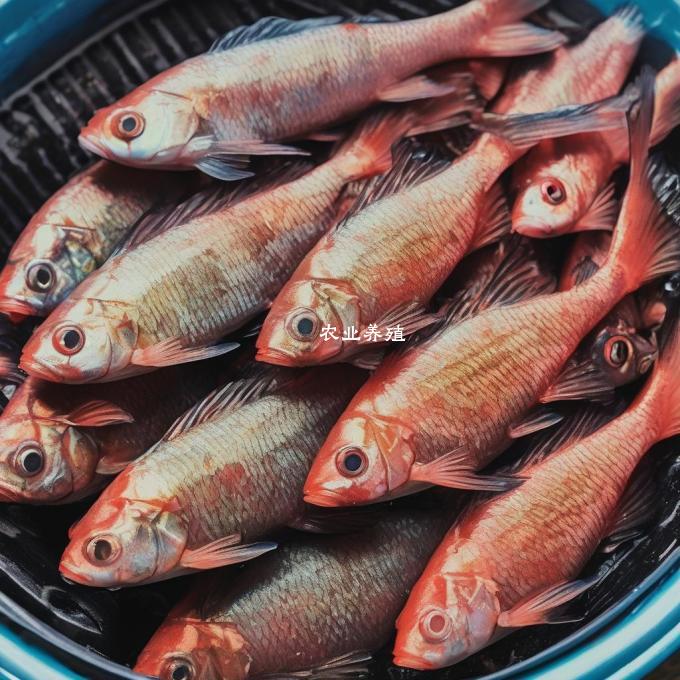 养殖桂花鱼的最佳生长温度?