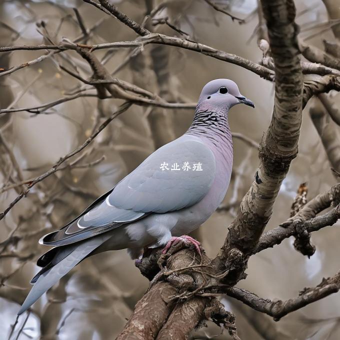 不同品牌肉鸽的价格是多少?