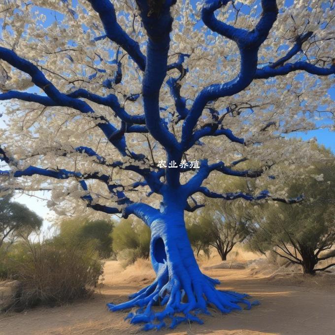 蓝梅树的种植地点如何选择?